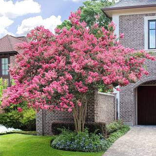 7 Gal. Sioux Crape Myrtle Tree CRMSIO07G