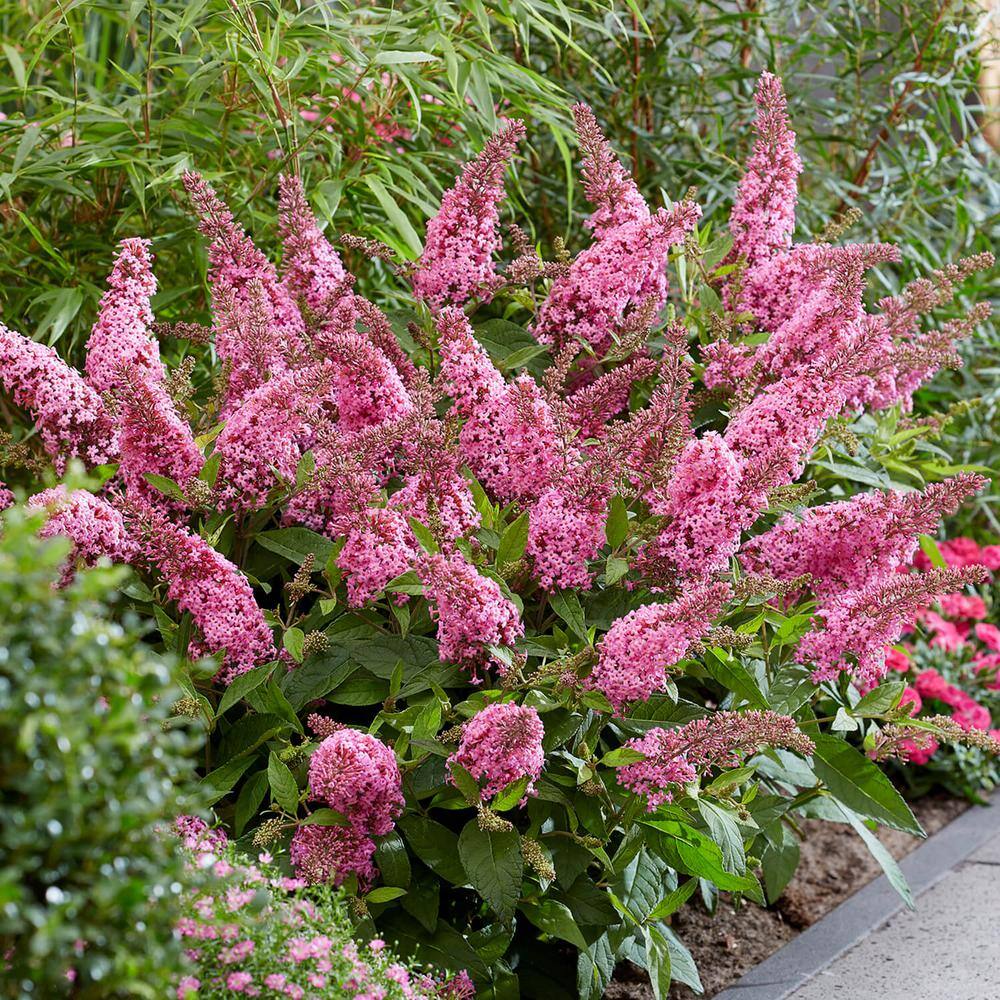 BUTTERFLY CANDY 1.5 Gal. Lil' Bubblegum Butterfly Bush (Buddleia) Live Shrub Plant Pink Flowers 05696Q