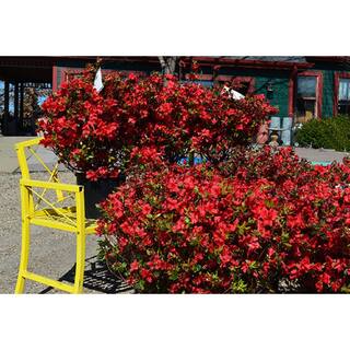 BELL NURSERY 1 Gal. Stewartstonian Azalea Live Evergreen Shrub Orange-Red Flowers (3-Pack) AZLEA1STE3PK