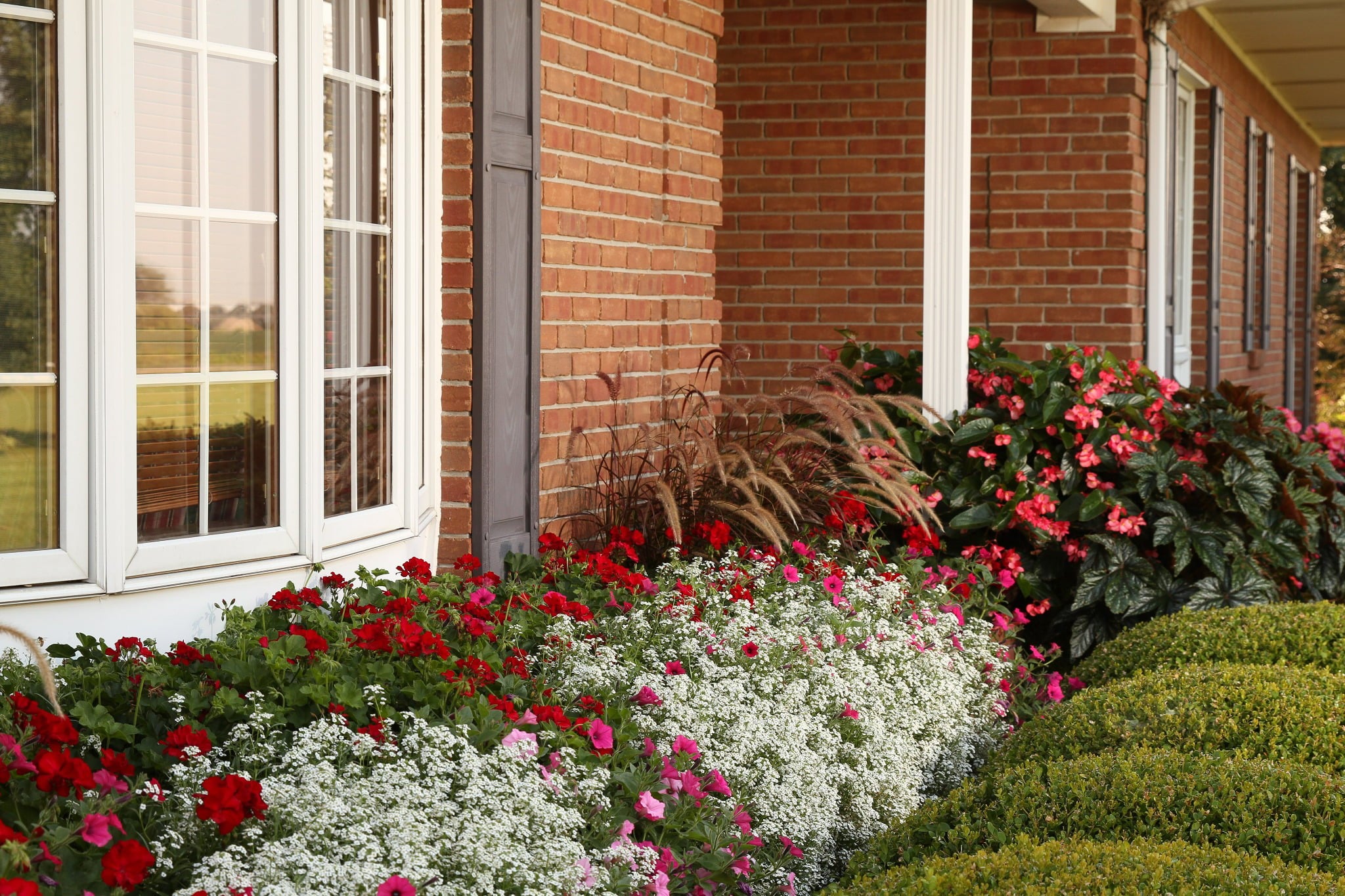 4.25 in. Eco+Grande， Boldly Dark Red Geranium (Pelargonium) Live Plant， Red Flowers (4-Pack)