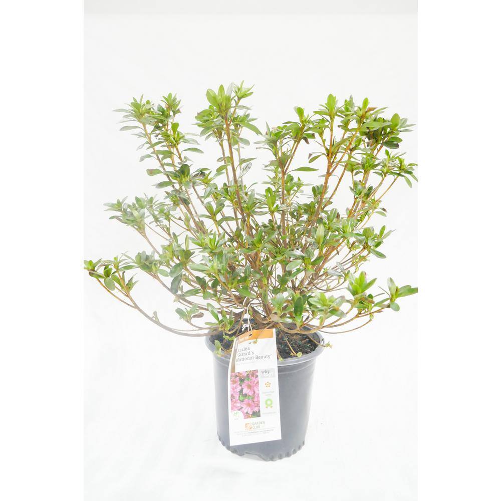 BELL NURSERY 1 Gal. National Beauty Azalea Live Flowering Evergreen Shrub Pink Flowers AZLEA1NAT1PK