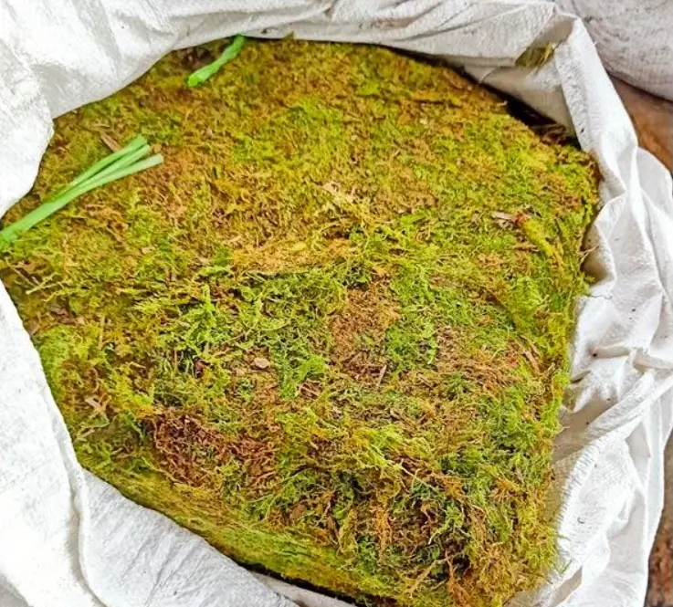 Preserved Moss Decorative Planting Orchid Artificial Sphagnum For Tree Decorative Moss Pole Garden Supplies