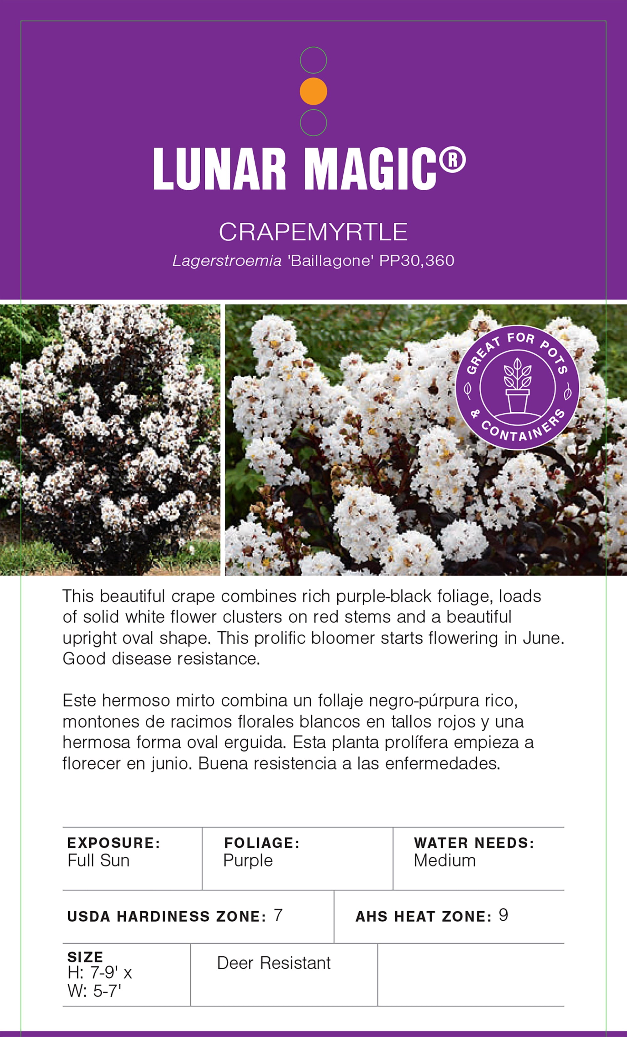 3g First Editions Crape Myrtle Lunar Magic Live Shrub