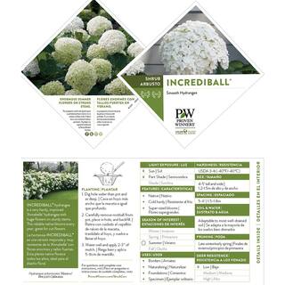 PROVEN WINNERS 5 Gal. Incrediball Hydrangea Shrub with Enormous White Blooms 18132