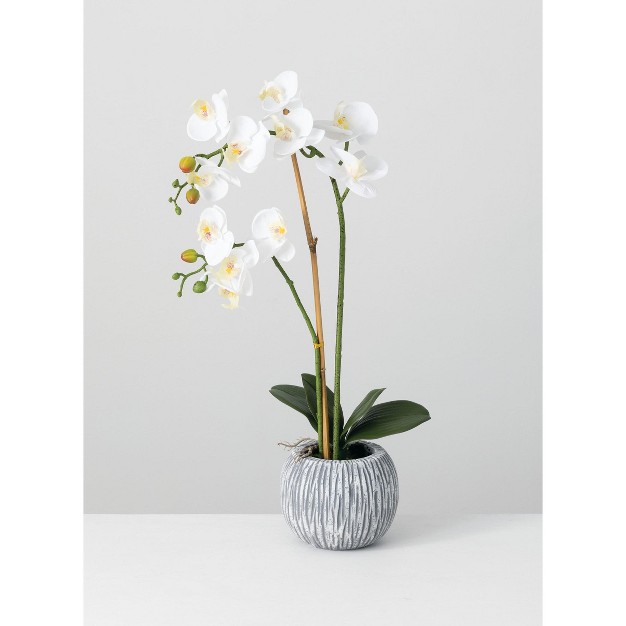 Sullivans Artificial Potted Orchid 24 5 quot h Green