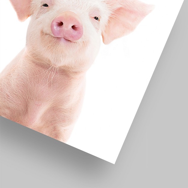 Americanflat Animal Piglet By Sisi And Seb Poster