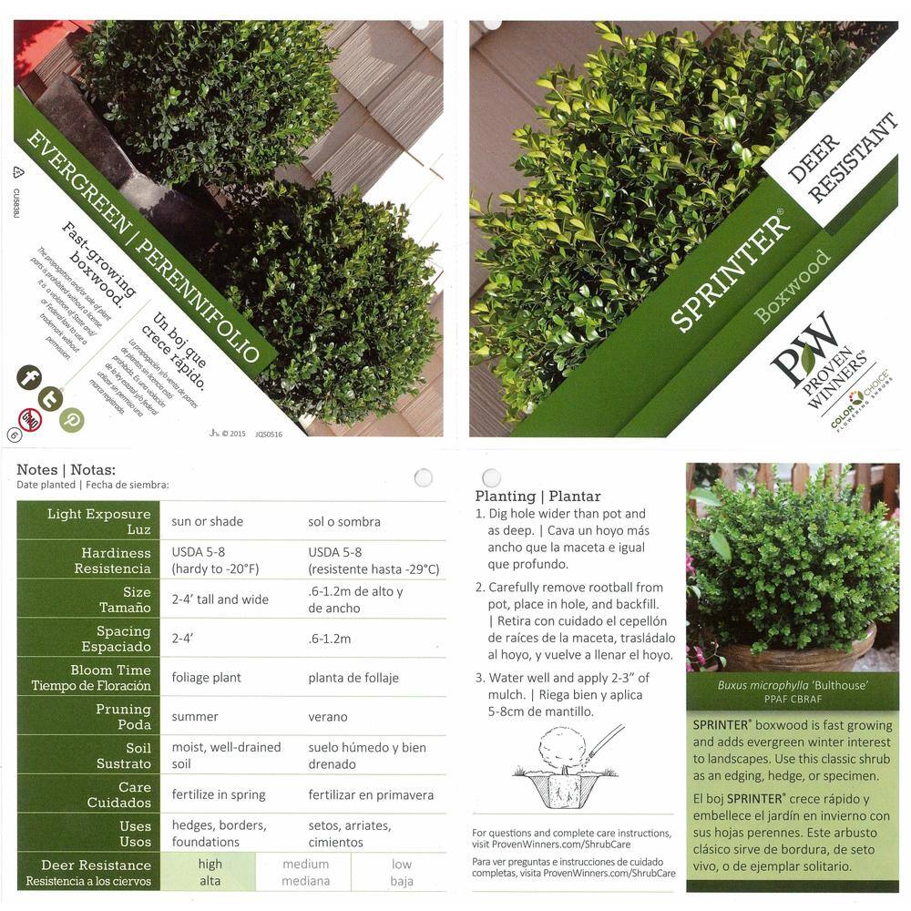 PROVEN WINNERS 4.5 in. Qt. Sprinter Boxwood (Buxus) Live Evergreen Shrub Green Foliage BUXPRC1007800