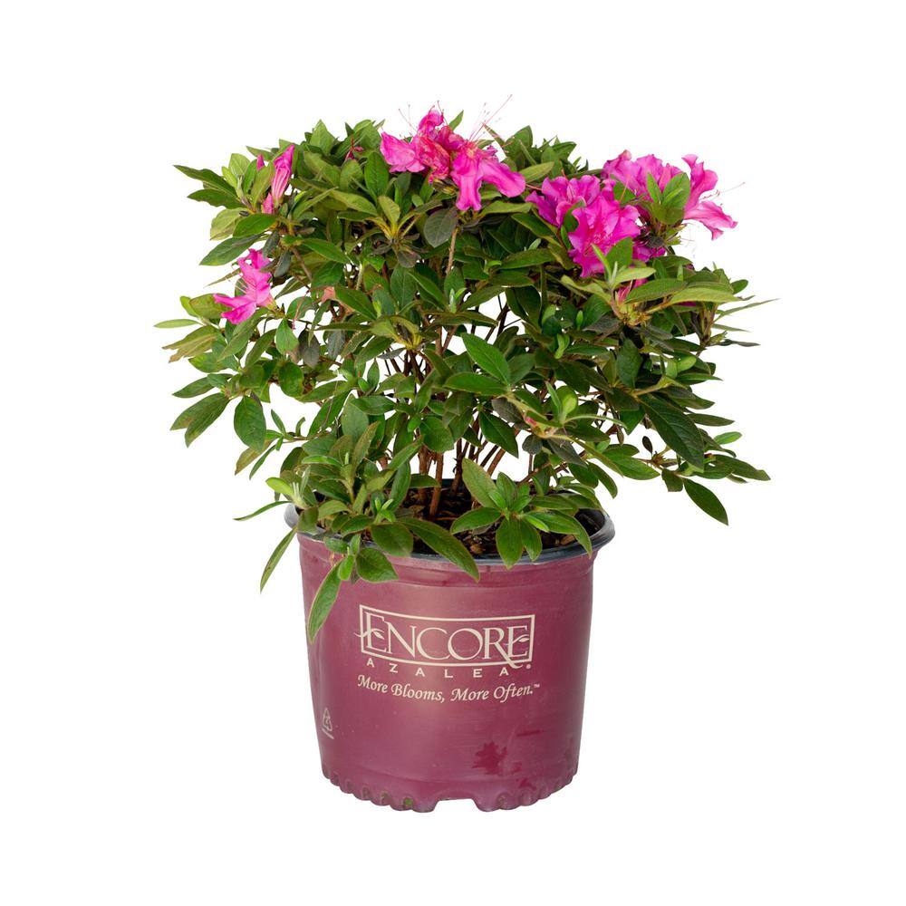 ENCORE AZALEA 3 Gal. Autumn Royalty Reblooming Azalea Shrub with Purple Flowers 80553
