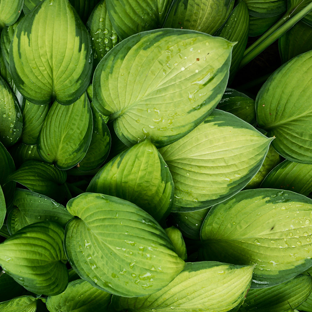 Guacamole Hosta (2.5 Quart) With bright green leaves Part Sun Live Outdoor Plant