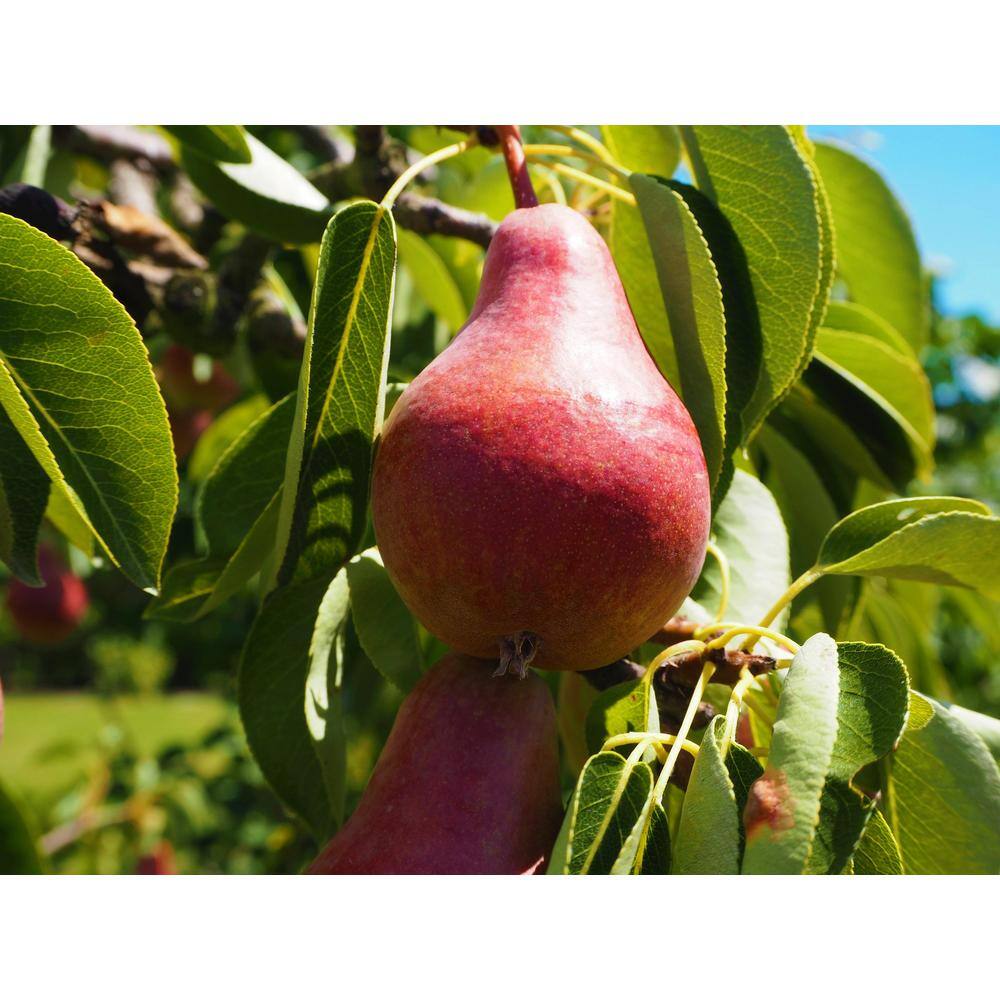 Online Orchards Dwarf Summercrisp Pear Tree - Cold Hardy Juicy and Crisp Red Pears (Bare-Root 3 ft. to 4 ft. Tall 2-Years Old) FTPR004