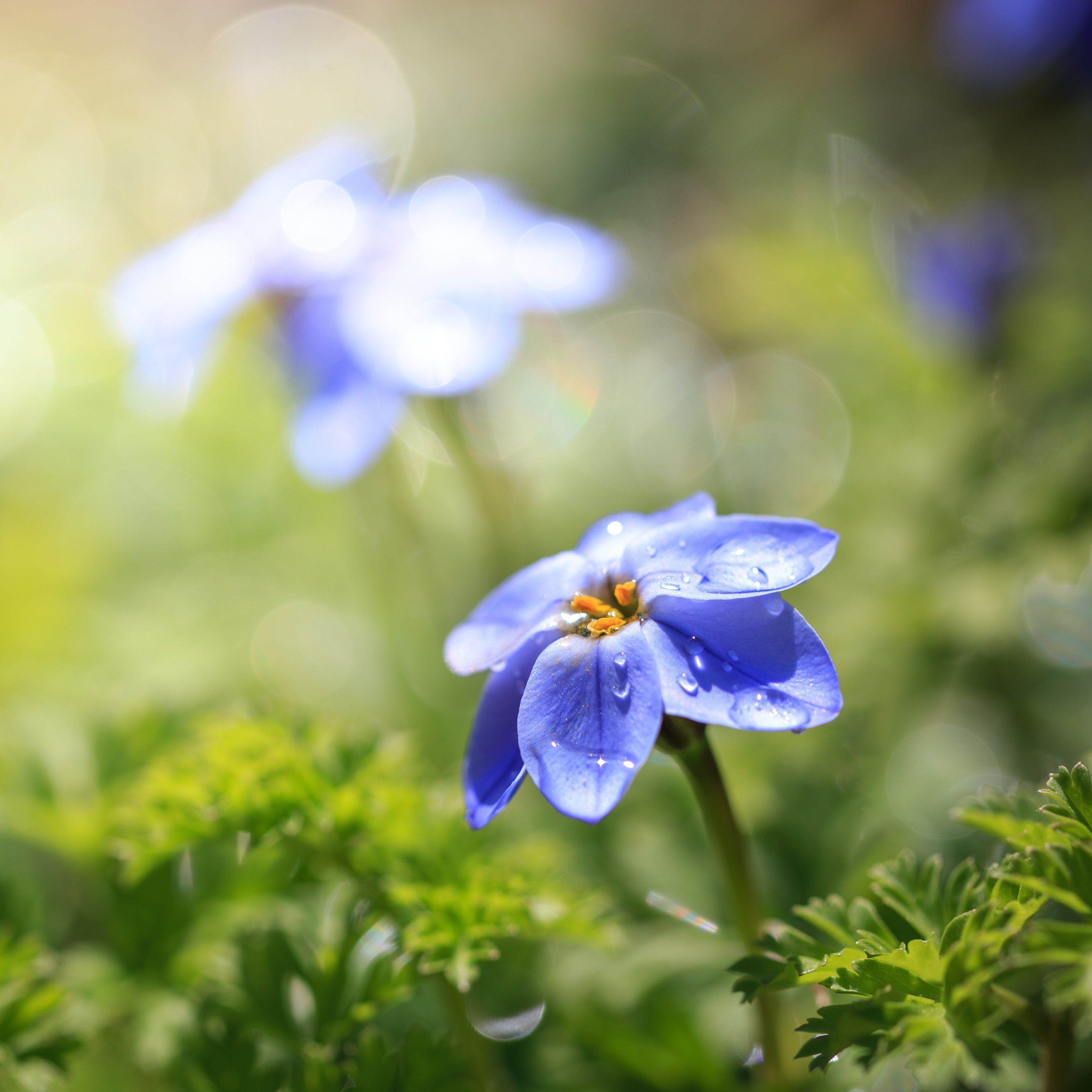 Starflower Rolf Fiedler (10 Bulbs) Blue