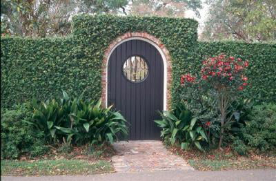 Classy Groundcovers - Creeping Fig Fig Vine， Fig Ivy， Climbing Fig， Creeping Rubber Plant {25 Pots - 3 1/2 inch Square}