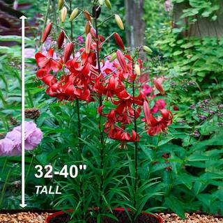 Garden State Bulb 14 cm16 cm Asiatic Lily Red Velvet Flower Bulbs (Bag of 10) ECS-38-10-01