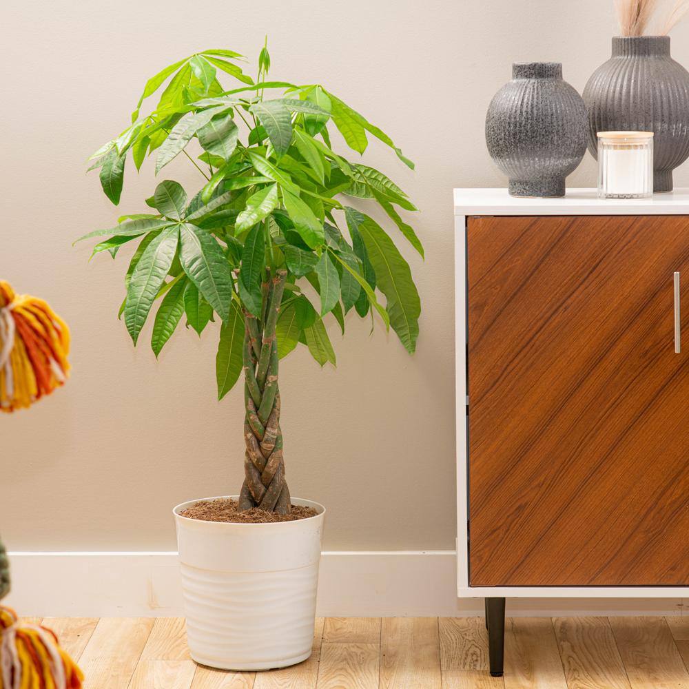 Costa Farms Pachira Braid Indoor Money Tree Plant in 10 in. Paradise Planter Avg. Shipping Height 3-4 ft. Tall CO.3.PCH10.PARWHT