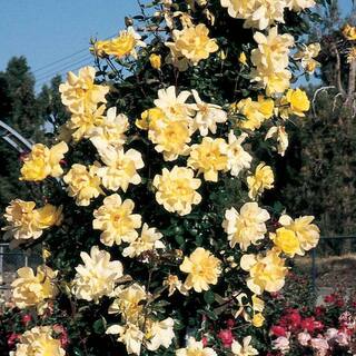 Spring Hill Nurseries Golden Showers Climbing Rose Dormant Bare Root Plant with Yellow Color Flowers (1-Pack) 85030