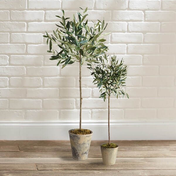 Olive Tree Potted 30