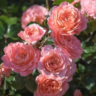 Drift 1 Gal. Apricot Drift Live Rose Bush with Orange Flowers ROSA1APR1PK