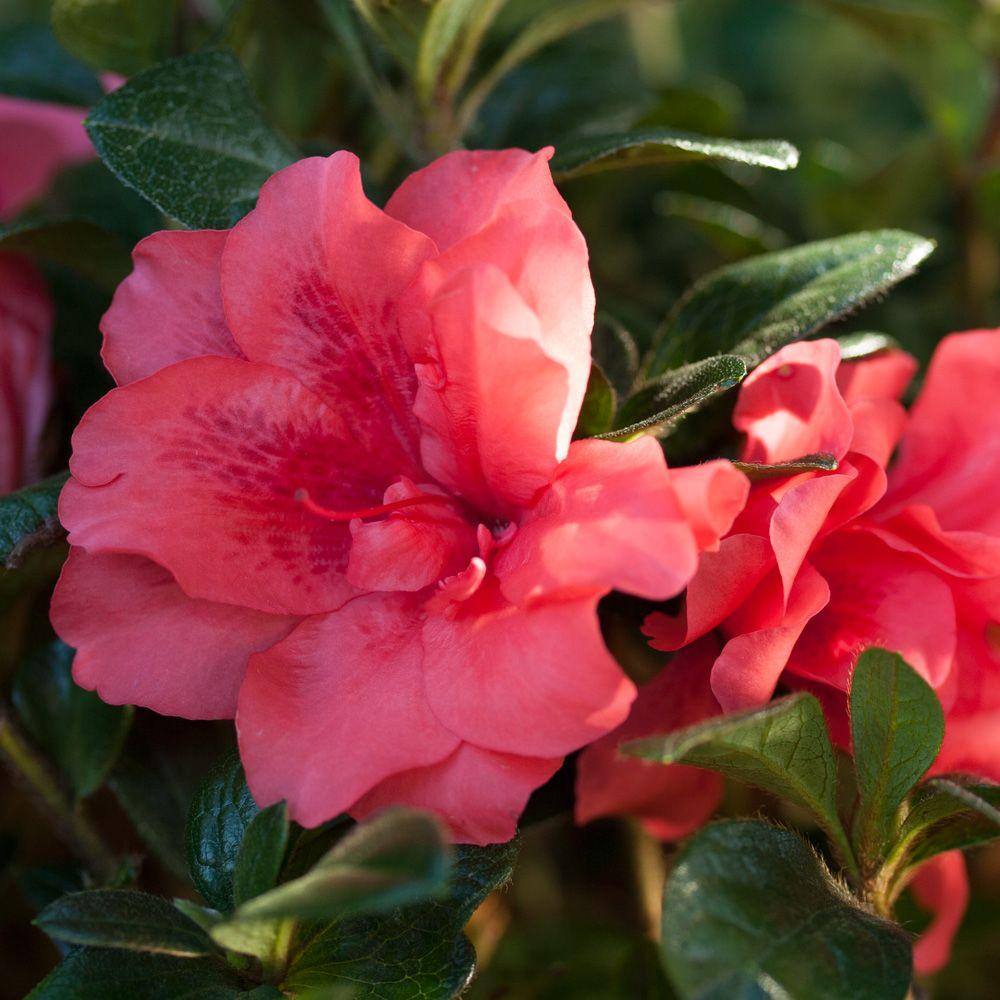 ENCORE AZALEA 3 Gal. Autumn Princess Shrub with Salmon-Pink Reblooming Flowers 80363