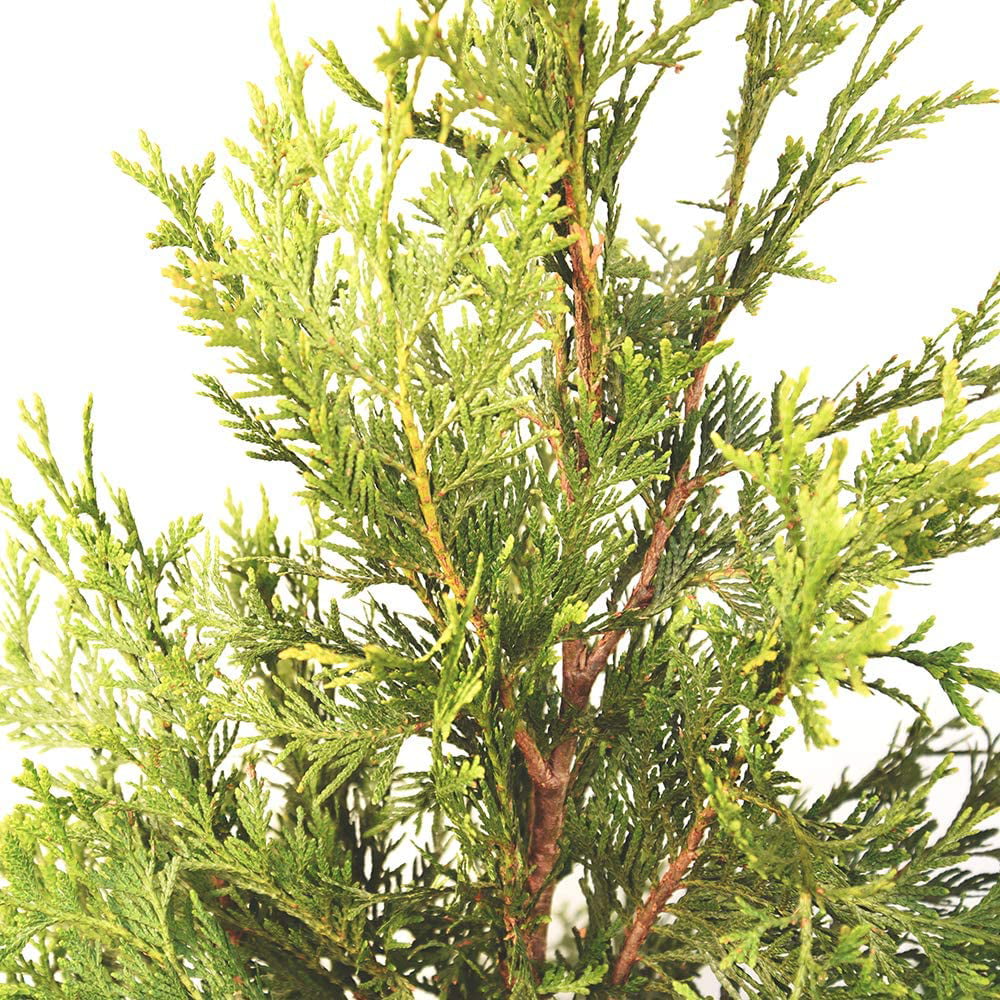 2-3ft Thuja Green Giant