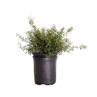 FLOWERWOOD 2.5 Qt. Soft Touch Holly(Ilex) Live Evergreen Shrub Finely Textured Green Foliage 3118Q