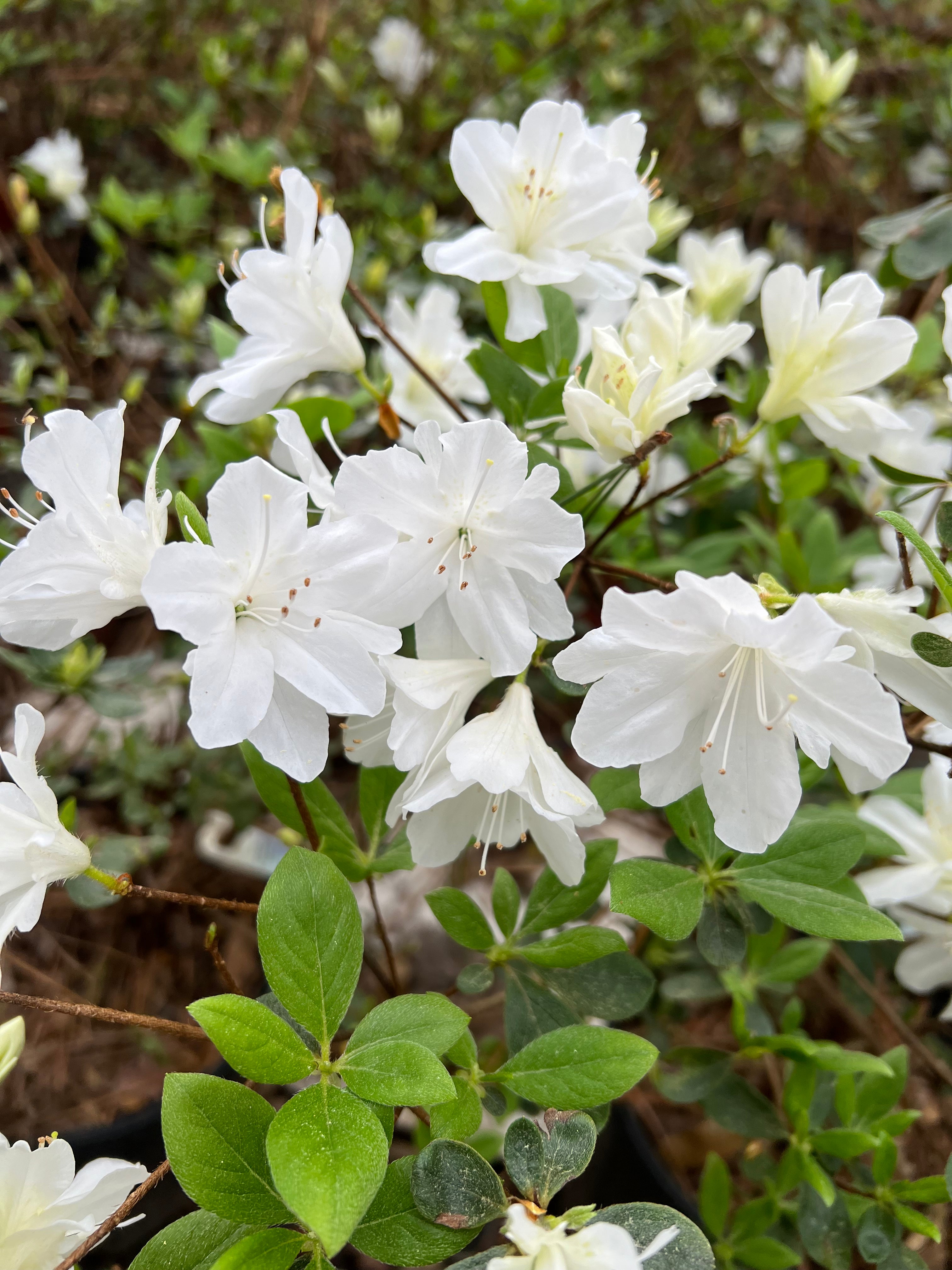 Delaware Valley White Azalea