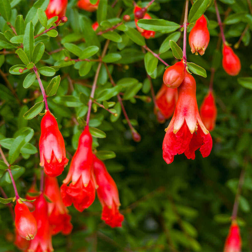 Cold-Hardy Red Pomegranate