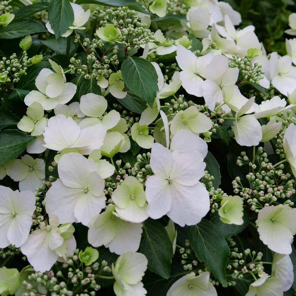 PROVEN WINNERS 2 Gal. Fairytrail Bride Hydrangea Shrub with White Blooms 17517