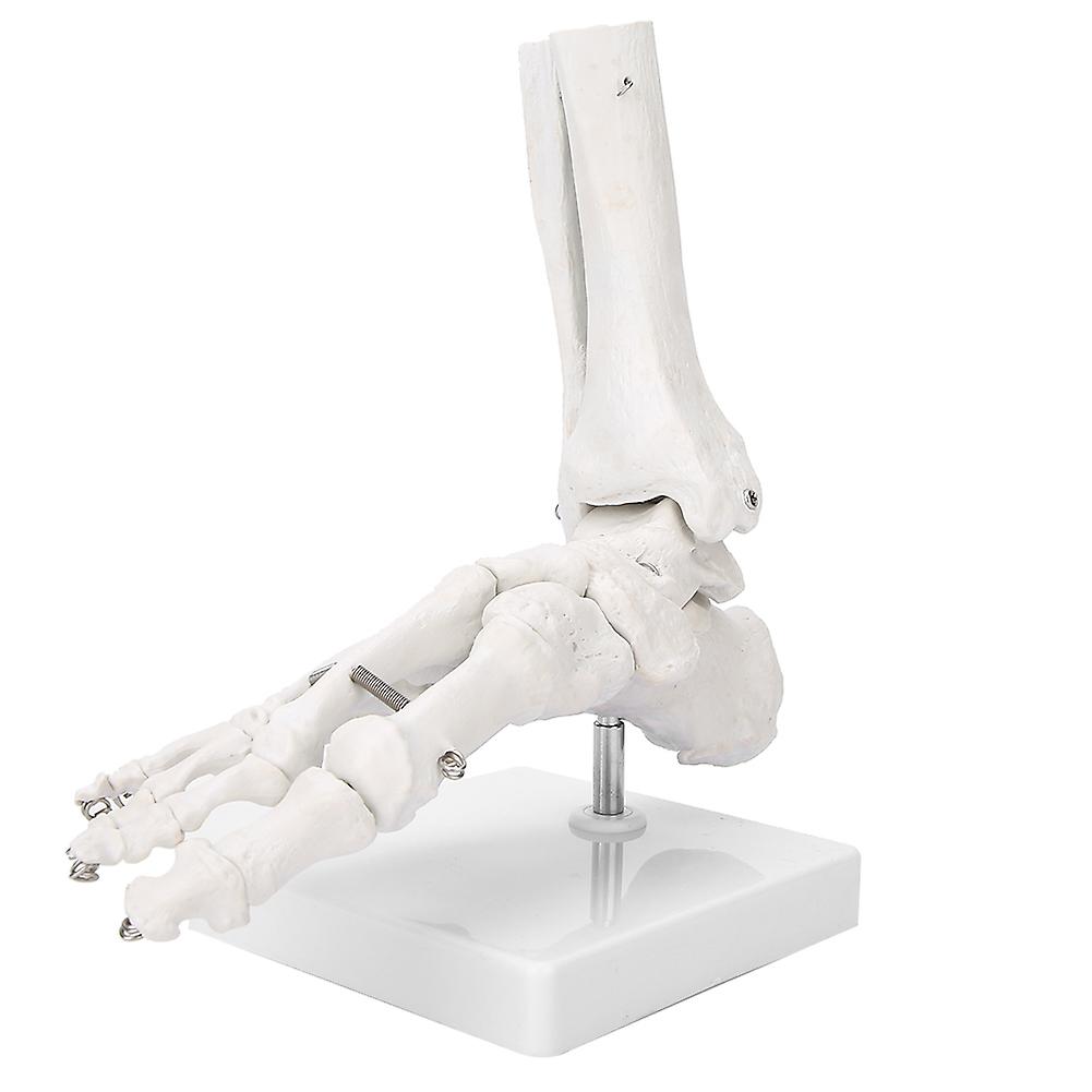 Foot Ankle Joint Model Demonstration Human Foot Teaching Model With Base