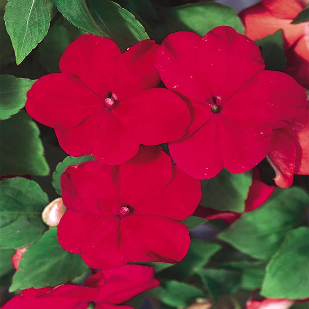 BEACON 4.5 In. Red Beacon Impatiens Outdoor Annual Plant with Red Flowers 3465