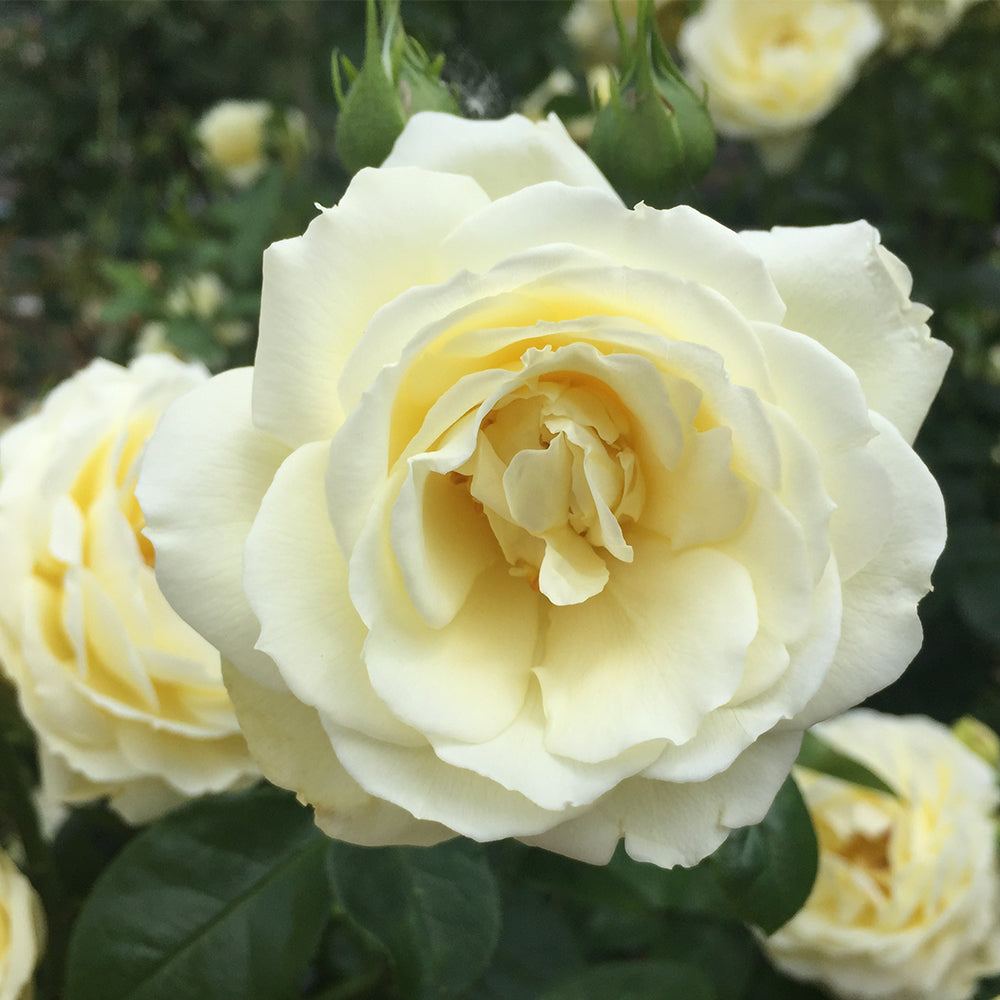 Heirloom Roses - Good Ol' Summertime™ Shrub Rose - Yellow Live Plant For Outdoors