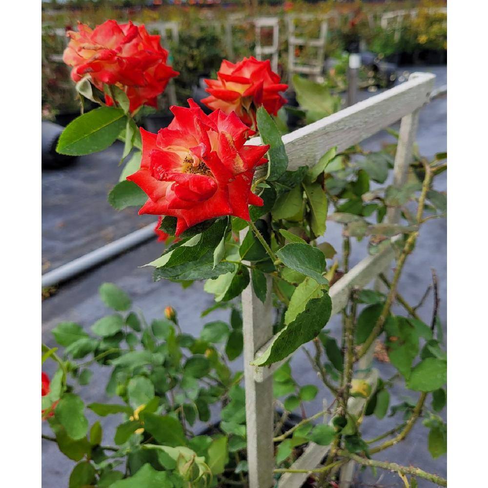 Pure Beauty Farms 3 Gal. Rose Assorted Colors with Trellis Climber in 12 in. Grower's Pot BOPIS2097