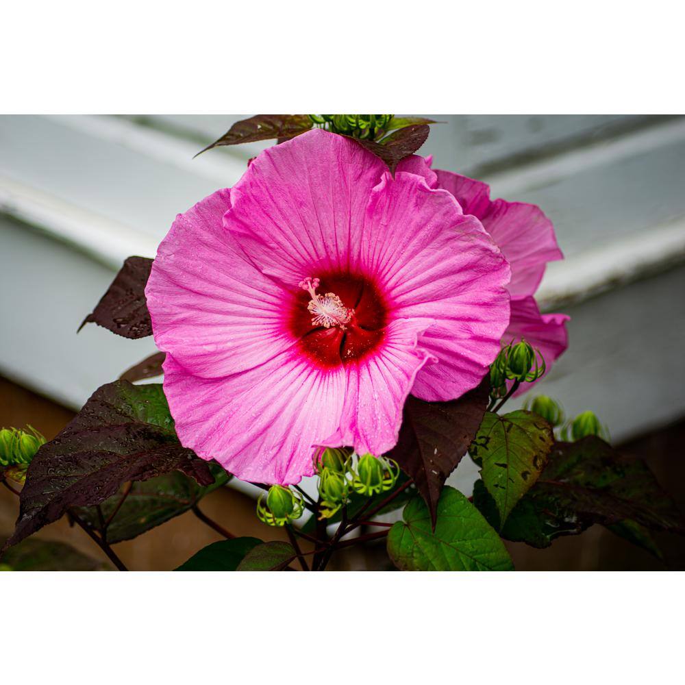 SEASON TO SEASON 2 Gal. Rose Souffle Summer Spice Hardy Hibiscus Plant with Pink Flowers 19475