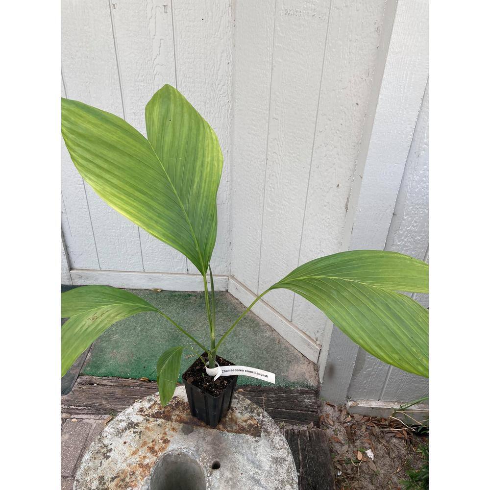 Wekiva Foliage Ernest August's Palm - Live Plant in an 4 Inch Growers Pot - Chamaedorea Ernesti Augusti - Rare Ornamental Palm ErnestAugustsPalm4