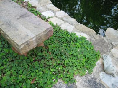 Classy Groundcovers - Creeping Raspberry， Creeping Bramble， Creeping Rubus， Crinkle-leaf Creeper， Emerald Carpet {25 Pots - 3 1/2 inch Square}