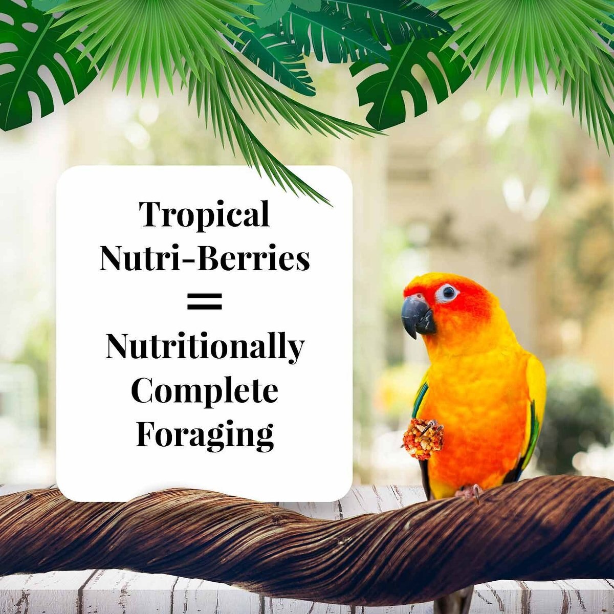 Lafeber Tropical Fruit Nutri-Berries Conure Food， 10-oz bag