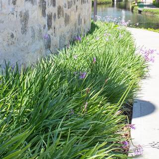 ALTMAN PLANTS 1 Gal. Liriope Super Blue Shrub Plant 0881290