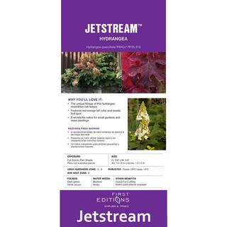 FIRST EDITIONS 2 gal. Jetstream Oakleaf Hydrangea Flowering Shrub with Beautiful White Aging to Pink Flowers 14843