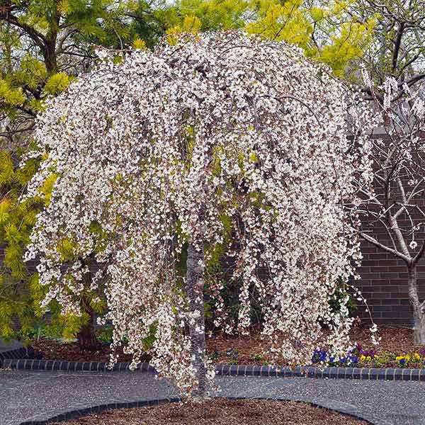 Snow Fountains® Weeping Cherry Tree