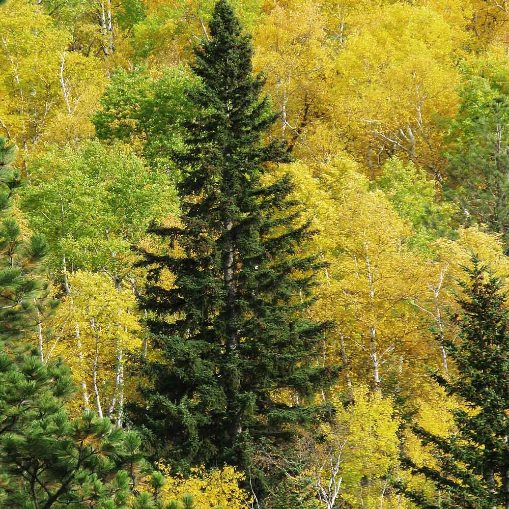 Black Hills Spruce Tree