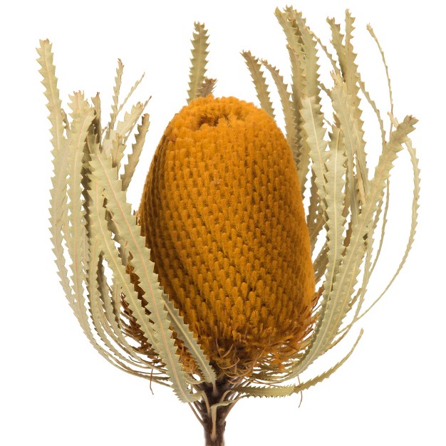 Vickerman Natural Jumbo Banksia Flower With Stem， Dried