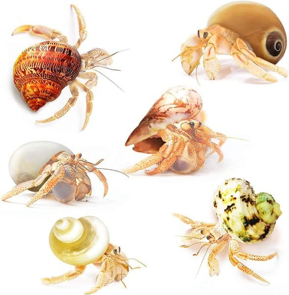 SunGrow Natural Hermit Crab Shells for Molting Protection and Shell Evacuation Fish Tank Decor， 6 count