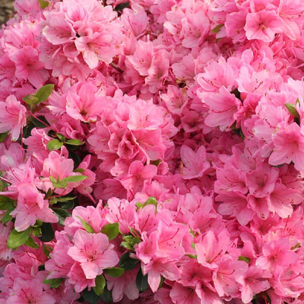 BELL NURSERY 1 Gal. Tradition Azalea Live Flowering Evergreen Shrub Pink Flowers AZLEA1TRA1PK
