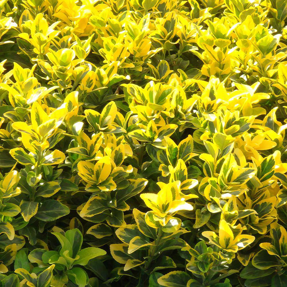 national PLANT NETWORK 2.25 Gal. Euonymus Golden Flowering Shrub with White Blooms HD1080