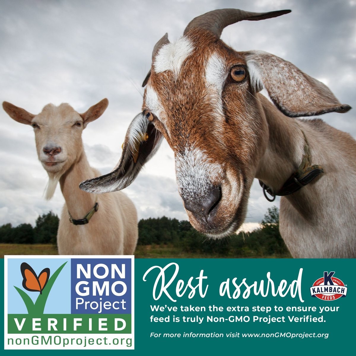 Kalmbach Feeds 16% Non-GMO Pelleted Goat Feed， 50-lb bag