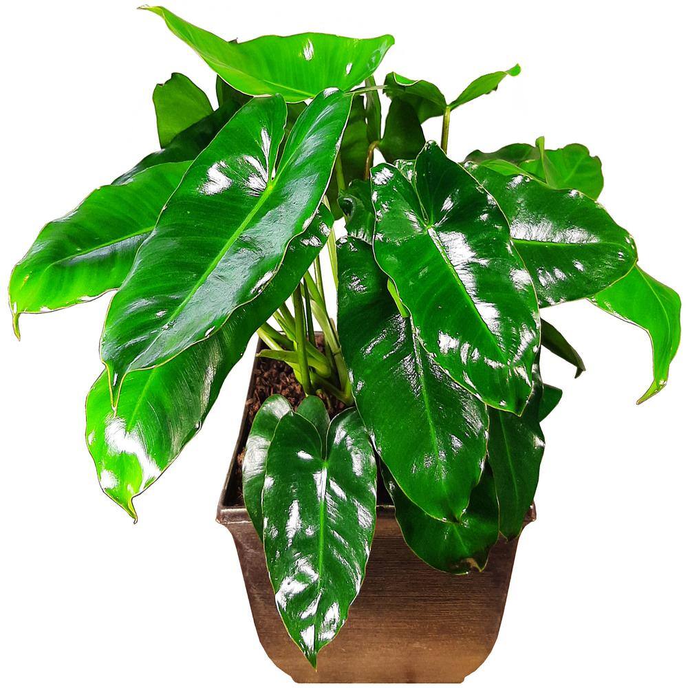 EverGrace Philodendron Burle Marx Plant in 8 in. Decorative Resin Pot BrlMrx008