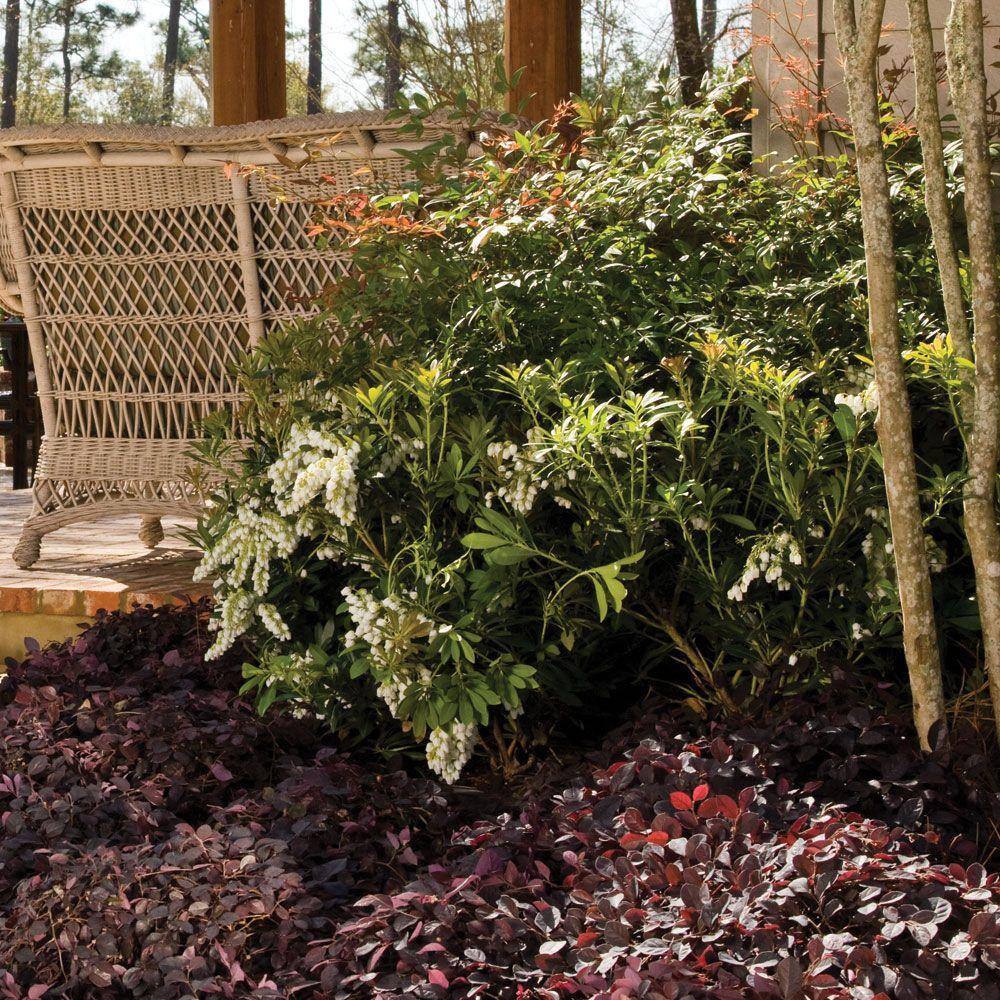 SOUTHERN LIVING 2 Gal. Mountain Snow Pieris Evergreen Shrub Clusters of Small Bell-shaped White Blooms 46962