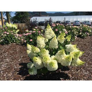 BLOOMIN' EASY 2 Gal. Moonrock Hardy Hydrangea (Paniculata) Live Shrub Cream and Lime Green Flowers DGHG5081