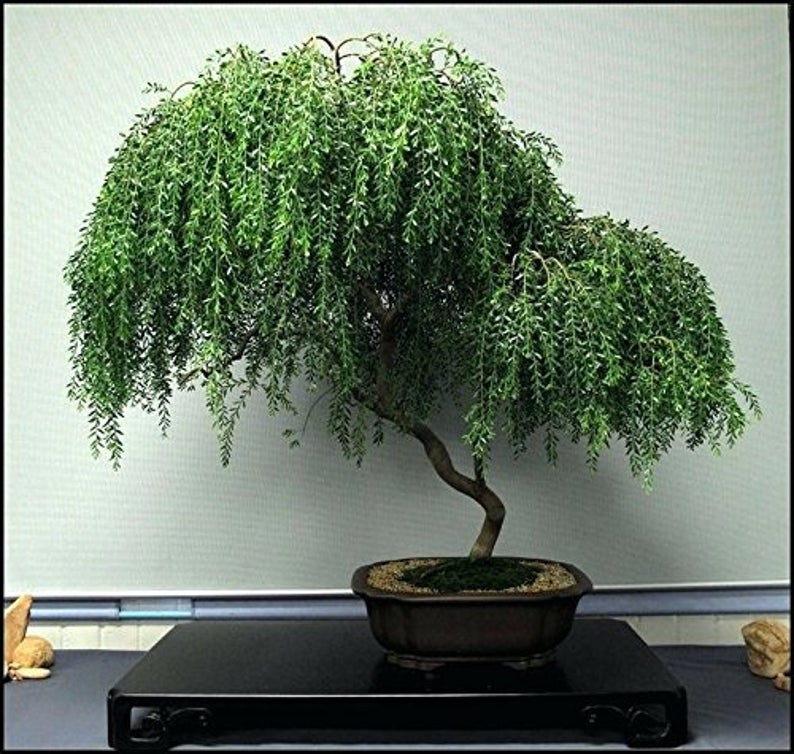 Bonsai Willow Tree Bundle #2 - 3 Rare， Different Willow Bonsai Tree Starts - 1 Dwarf， 1 Globe， 1 Black