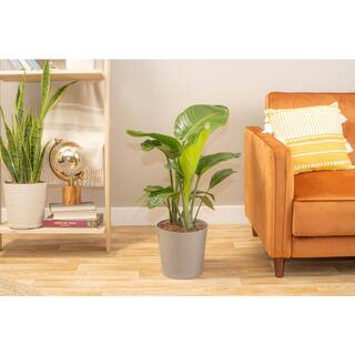 Costa Farms 10 in. Bird of Paradise Indoor Plant in Gray Planter Avg. Shipping Height 2-3 ft. Tall CO.3.WB11.CYL