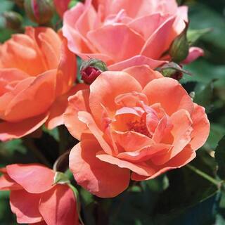 KNOCK OUT 1 Gal. Coral Knock Out Rose Bush with Orange-Pink Flowers and Rich Green Foliage 13157